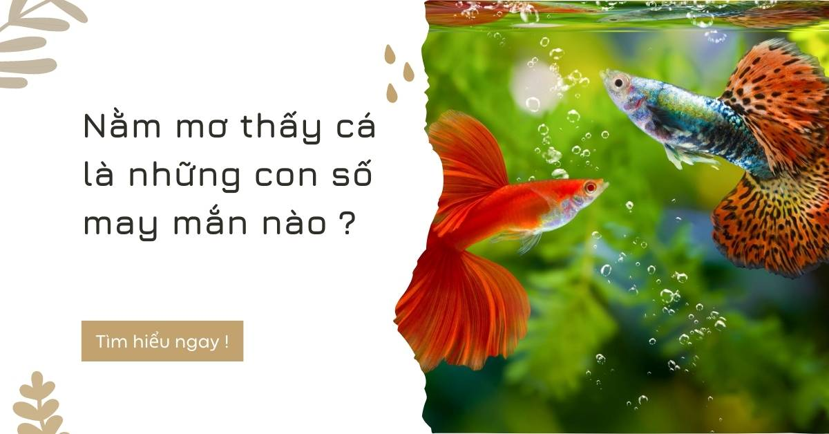 Những con số may mắn khi nằm mơ bắt được cá 