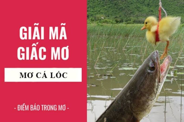 Mơ cá chuối đánh lô đề con gì? - Giải mã giấc mơ bắt cá chuối